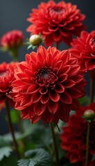 Close-Up of Fiery Red Dahlias Featuring Ladybug on Green Foliage
