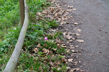 FU 2023-04-09 SiebenNieder 114 Im Gras liegt ein rosa Osterei