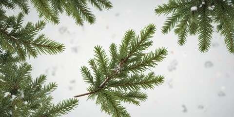 Obraz premium Winter evergreen fir branches scattered on a pristine white background , snowy scenery , snow-covered branches