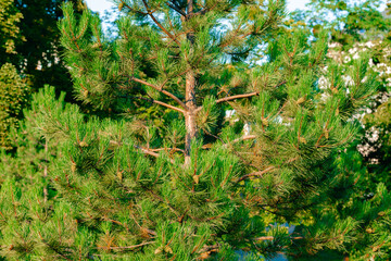 evergreen spruce nature simple common tree close up seasonal view concept