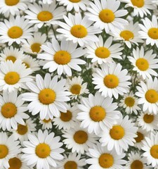 Obraz premium Soothing camomile flowers isolated on a white background, isolated, nature