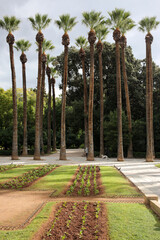 Line of palm trees - Athens National Garden entrance - Ex Royal Gardens - Amalias Avenue - Athens -...
