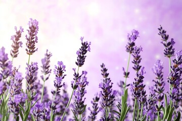 Naklejka premium Purple lavender flowers on sunny beautiful nature spring background. Summer scene with fresh lavandula flower of lilac color. Blooming lavender field. Horizontal spring banner. Copy space for text
