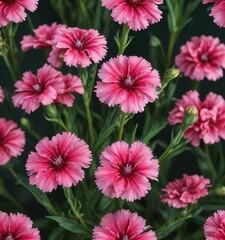 Carthusian Pink Dianthus flower with green leaf and stem background , nature, carthusian pink, plant