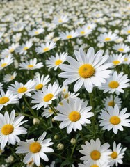 Fototapeta premium Single daisy basking in a sea of white flowers, delicate stem, gentle light