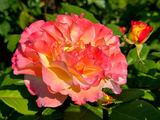 Gorgeous Rose flower pink yellow petals. 