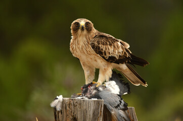 Fin de semana en Viena. Austria