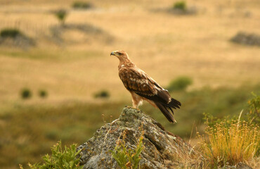 Fin de semana en Viena. Austria