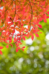 紅葉した赤いドウダンツツジの葉