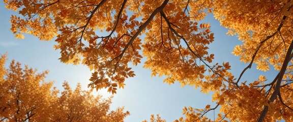Fototapeta premium Bradford Pear tree leaves turning golden red with orange undertones in autumnal foliage, deciduous trees, autumn foliage