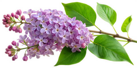 Lilac Branch with Purple Flowers and Green Leaves, Transparent Background. Perfect for: Spring festivals, weddings, home décor