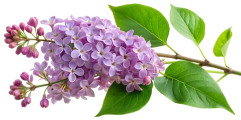 Fototapete Rund Lilac Branch with Purple Flowers and Green Leaves, Transparent Background. Perfect for: Spring festivals, weddings, home décor © TingYi