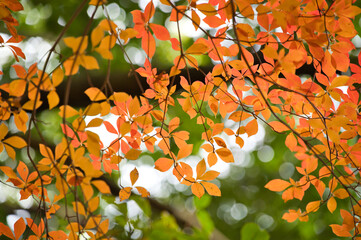 紅葉したドウダンツツジの葉