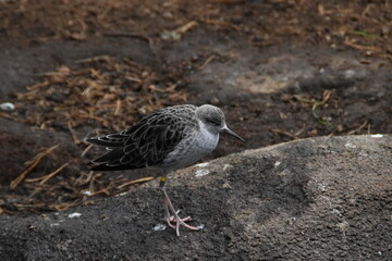 This ruff is in a zoo in late autumn day. 