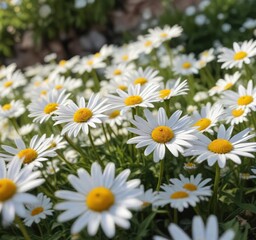Solo daisy amidst pristine white blooms soaking up warm sunlight, vibrant petals, field of flowers, sunflowers