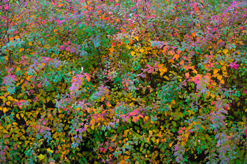 Autumn etude from multicolored leaves of bush