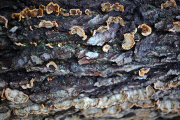 Fungus on decayed log - Forest near Gambaiseuil - Yvelines - France
