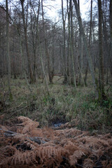 Forest around Gambaiseuil - Yvelines - France