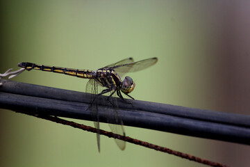 dragonfly on a wire