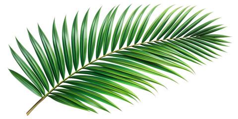 Obraz premium Palm Branch with Dark Green Leaves, Transparent Background. Perfect for: Summer festivals, tropical resorts, exotic events