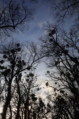 Silhouete of trees with misletoes - Viscum album - European mistletoe - Common mistletoe - Mistle - Santalaceae
