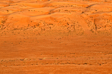 Oman. Wahiba Desert. Golden sand dunes. Summer travel and tourism