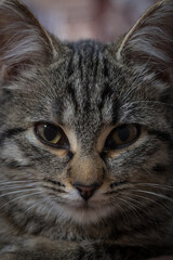 A cats face in macro