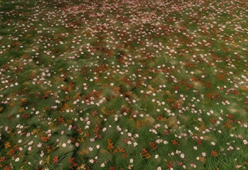 A blanket of fallen sakura leaves and stems in a lush green meadow, nature, sakura