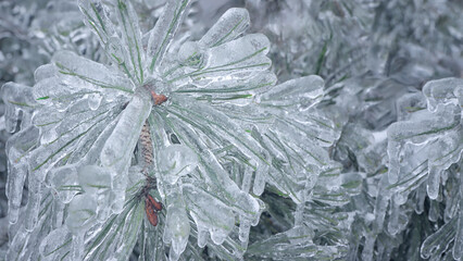 Part of spruce branches in ice. Thick layer of ice on pine needles. Selective focus