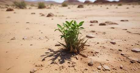 Obraz premium Green shoot bursting forth from the ground in a dry barren landscape , dry, plant life, parched