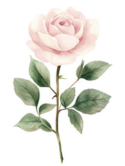 Obraz premium pink rose isolated on transparent background
