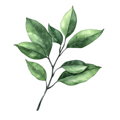 Fototapeta premium Watercolor Green Leaves Branch Illustration