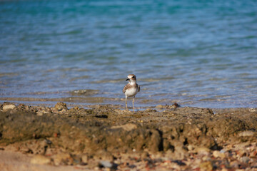 A little sparrow on the beach
