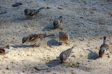 birds on the beach in Africa