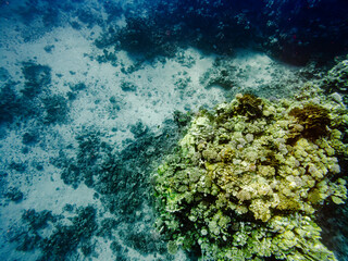 coral reef in the sea