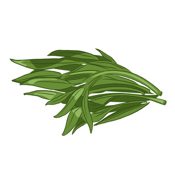 Isolated water spinach, vegetables vector hand drawing illustration,Green leaves and whole part of water spinach on white background.Chinese cabbage.Hight fiber food, hot pot ingredients.