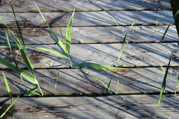 Grass grows through wooden planks of an old bridge under bright sunlight in nature