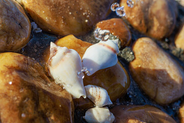 Shells on the stones with water splashes