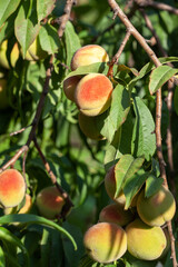 Fruits of peaches on the branches of a fruit tree in the garden.
