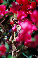 A little sparrow in the flowers