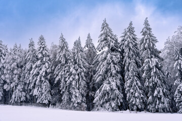 Trees in the winter forest with snow in the Bavarian Forest National Park in Germany