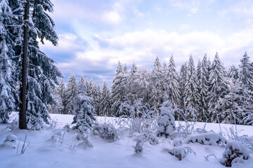 Beautiful winter landscape with lots of snow and blue sky in the Bavarian Forest National Park in Germany