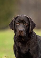 Chocolate labrador retriever portrait