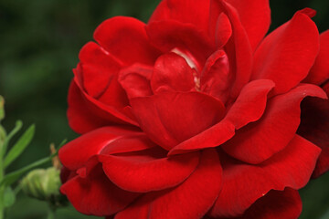 red rose flower macro photo	