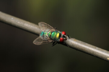 macro photo of housefly facing back	