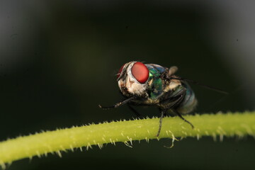 macro photo of housefly facing back	