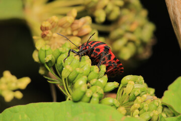 Halyomorpha Halys insect macro photo
