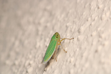 natural Passionvine hopper insect macro photo	
