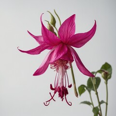 A delicate fuchsia flower with pink and purple petals against a clean white background.