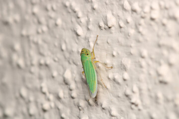 natural Passionvine hopper insect macro photo	